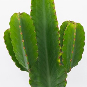 Primo piano di un cactus verde con diversi germogli.