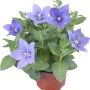Fiore a palloncino blu (Platycodon) in vaso, ideale per aiuole e balconi.