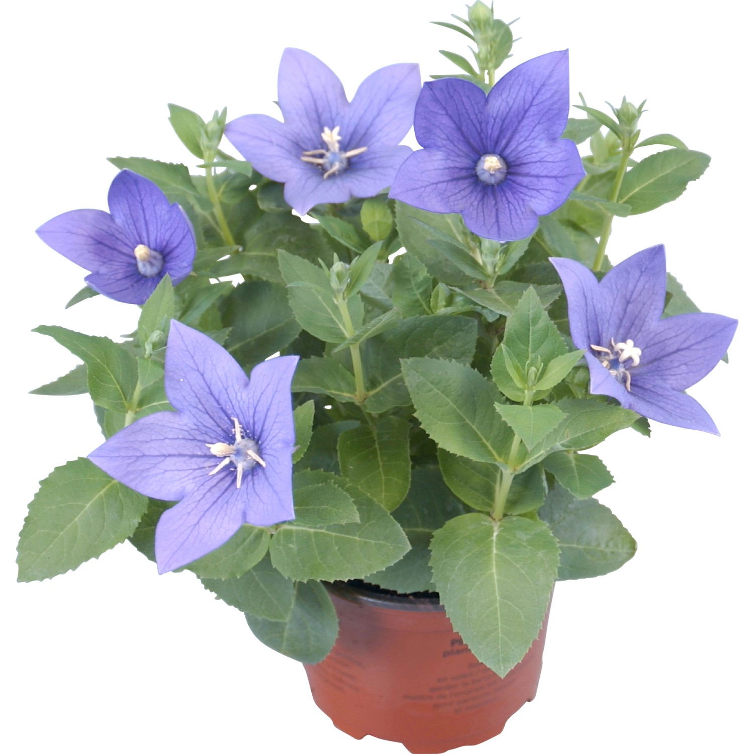 Fiore a palloncino blu (Platycodon) in vaso, ideale per aiuole e balconi.