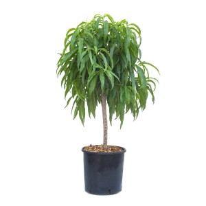 Albero di pesco t.b.t. in vaso con foglie verdi.