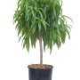 Albero di pesco t.b.t. in vaso con foglie verdi.