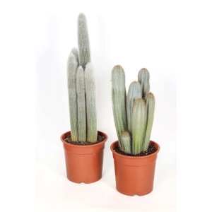 Due cactus diversi in vasi marroni.