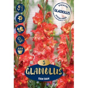 Gladioli Ram Bam in rosso, arancio e giallo: fiori estivi per aiuole e vasi.