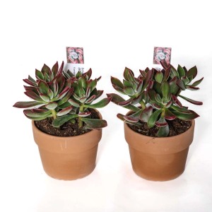 Echeveria Devotion Piante succulente vaso terracotta Ø 10,5 cm