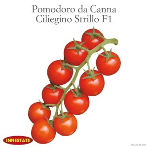 Pomodorini ciliegino: Pomodori rossi maturi su stelo verde.