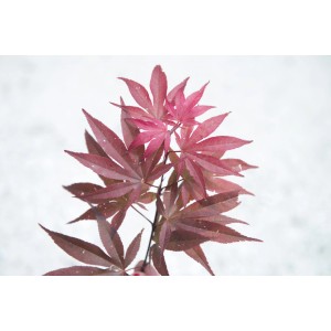 Giovane acero (Acero) con foglie rosse su sfondo chiaro.