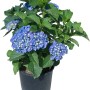 Ortensia blu in vaso. Pianta ornamentale da giardino per aiuole e vasi.