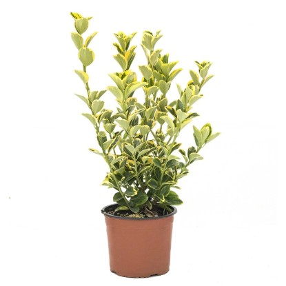 Euonymus (Evonimo) japonicus "Elegantissimus Aureus" cespuglio vaso 3 lt