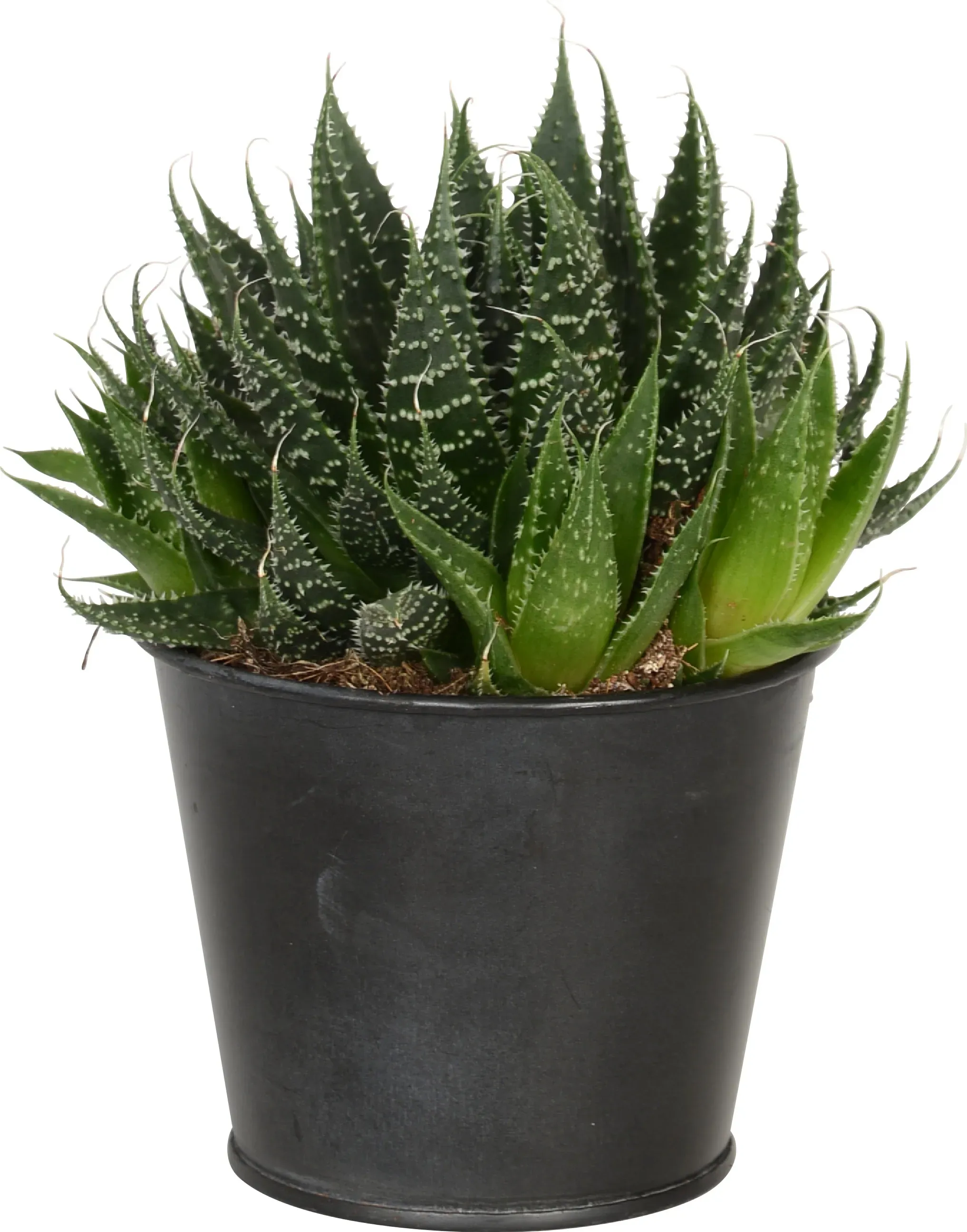 PIANTE FINTE ORCHIDEA Farfalla Artificiale Bonsai In Vaso Decorazione Fiore EUR 9,03 - IT - Foto 12