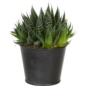 Mix di piante grasse in vaso di zinco, ca. 9 cm Ø, foglie verdi simili all'aloe con punti bianchi.