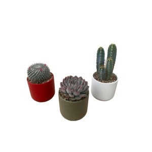 Tre diversi cactus e piante grasse in vasi colorati.