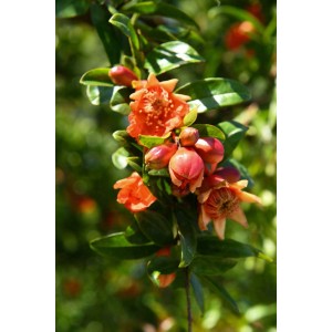 Albero da frutto t.b.t. in fiore con fiori arancioni e foglie verdi.