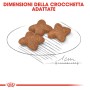 Royal Canin Mini Adult cibo secco: Tre crocchette a forma di stella su un piatto.