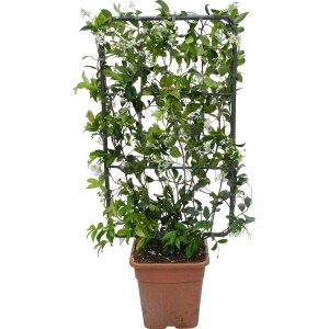 GROW by OBI Gelsomino stellato (Rhyncospermum jasminoides) con supporto rampicante in vaso, altezza circa 90 cm.