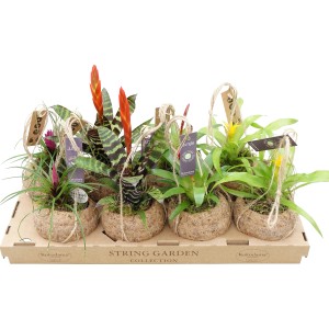 Diverse Tillandsie e Bromelie in gusci di cocco su un vassoio.