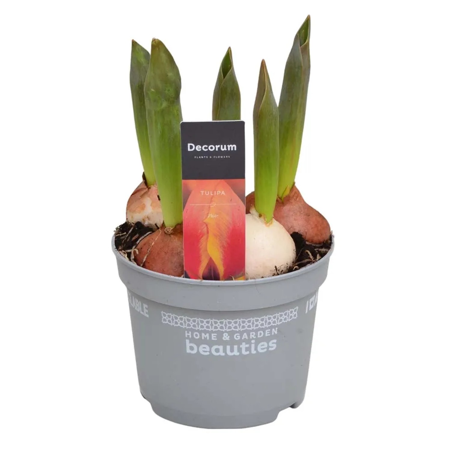 Tulipani in vaso con bulbi e germogli verdi, pronti a fiorire.