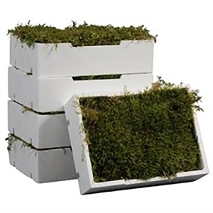 Composizioni decorative di muschio in cornici di legno bianche, decorazioni per l'Avvento.