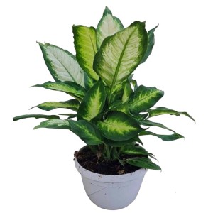 Dieffenbachia verde in vaso bianco, una pianta d'appartamento simile a una palma.