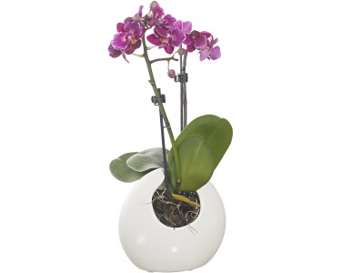 Orchidea Phalaenopsis artificiale JASMIN in ciotola di ceramica, bordeaux,  40cm