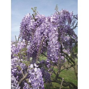 Glicine in fiore con cascate di fiori viola.