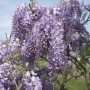 Glicine in fiore con cascate di fiori viola.