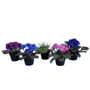 Piante invernali t.b.t. di vari colori in vaso.