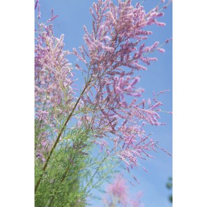 Arbusto di tamarisco in fiore (t.b.t.) su cielo blu.