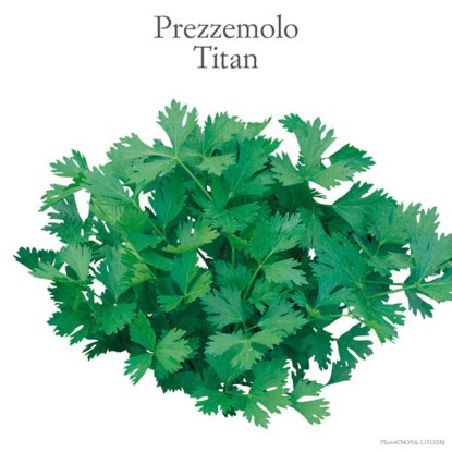 Prezzemolo Titan vaschetta 8 pz