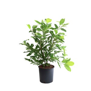 Magnolia verde in vaso. Ideale per giardino e terrazza.