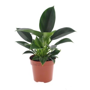 Pianta verde da interno t.b.t. in vaso marrone.
