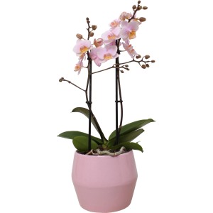 Orchidea Phalaenopsis rosa in vaso di ceramica, elegante pianta d'appartamento.