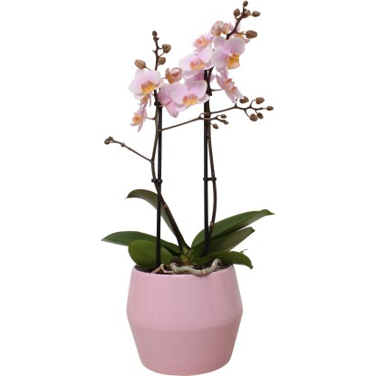 Orchidea Phalaenopsis 2 steli Amaglad rosa vaso ceramica Ø 12 cm