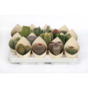 Vari cactus (t.b.t.) in involucri di carta su un vassoio.