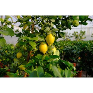 Albero di limone con limoni gialli maturi e foglie verdi.