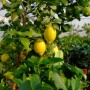 Albero di limone con limoni gialli maturi e foglie verdi.
