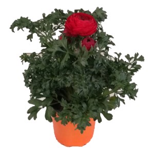 t.b.t. rossa in vaso arancione per balcone e terrazza.