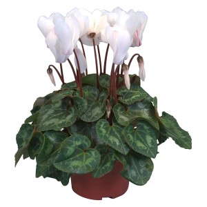 Ciclamino "Midi" bianco in vaso (Ø 10,5 cm) con foglie verdi e delicati fiori bianchi.