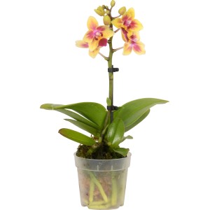 Mini orchidea farfalla (Phalaenopsis) in vaso, fiori giallo-rossi. Pianta d'appartamento compatta.