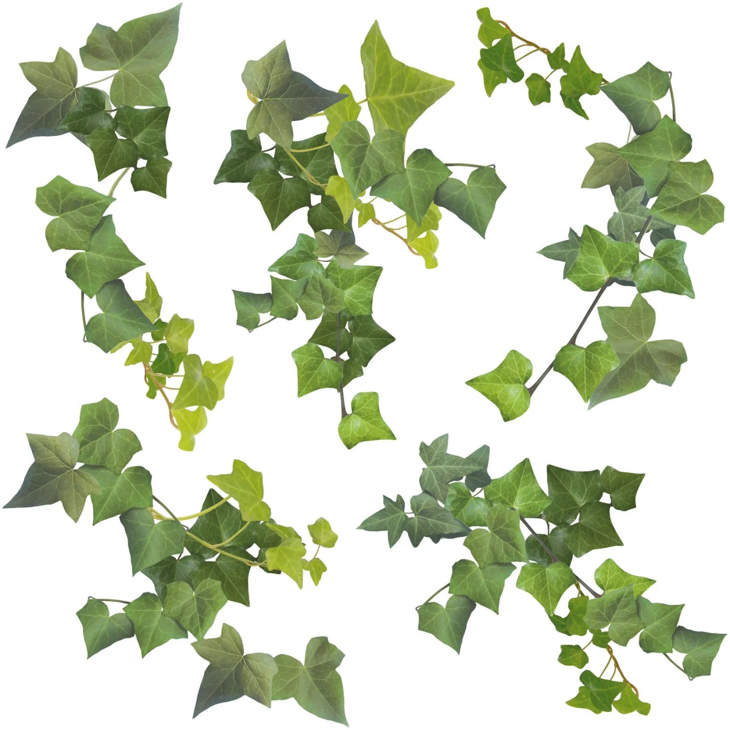 80 Adesivi Rotondi Con Foglie Verdi Ad Acquerello | 5,1 Cm | Decorazioni Per Matrimoni, Feste E Bomboniere