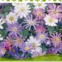 Bulbi da fiore: Mix di Anemone Blanda con fiori bianchi, viola e rosa.