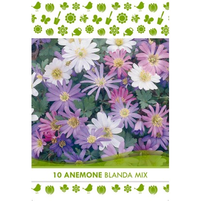 Bulbi fiori Anemone Blanda 10 pz