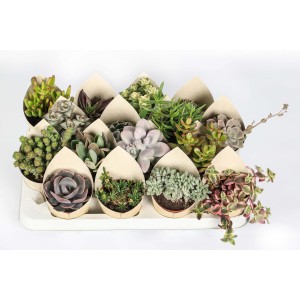 Diverse piante grasse in confezioni di carta su un vassoio. Varietà di colori e forme.
