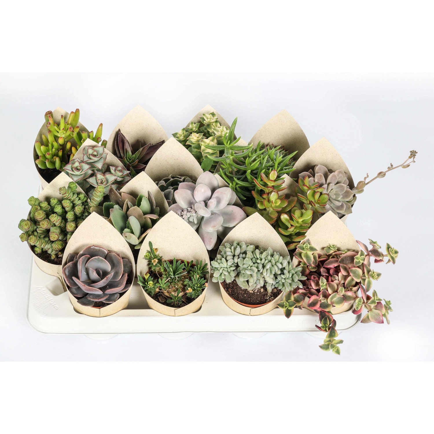 Mix cactus e succulente in vaso terracotta 15 piante - My Green Help