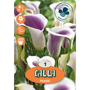 Calla Picasso, fiore bianco-viola, adatta per aiuole e vasi.