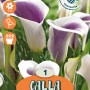 Calla Picasso, fiore bianco-viola, adatta per aiuole e vasi.