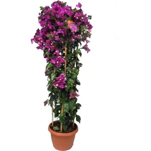 Bougainvillea fiorita in vaso, pianta rampicante decorativa con fiori viola.