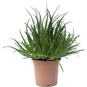 Succulenta t.b.t. verde in vaso, ideale per luoghi soleggiati.