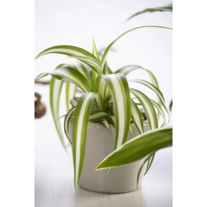 Pianta ragno 'Variegatum' in vaso, pianta d'appartamento decorativa con foglie verdi e bianche.