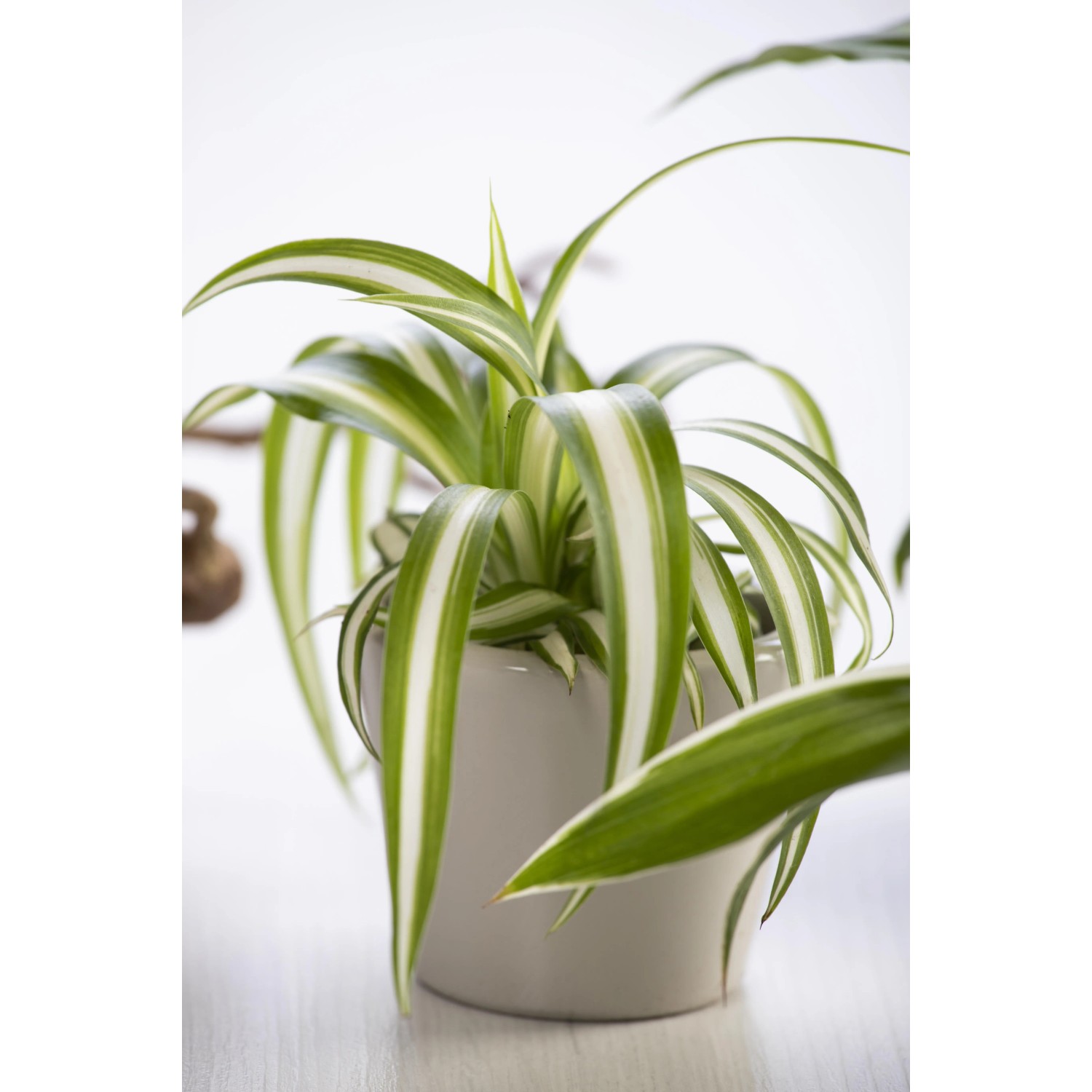 POWERS TO FLOWERS – 2 Piante Di Chlorophytum (Falangio) Bonnie E Ocean, In Vaso Ceramica Decorato 12cm, Piante Vere Purificanti - 3