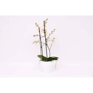 Orchidea chiara in vaso bianco. Elegante pianta da interno per la tua casa.